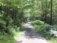 Path and Bike Trail in Coed-y-Brenin